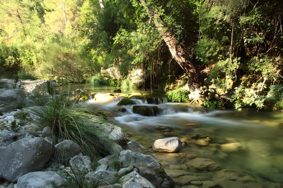 Serene Stream in Lush Green Forest