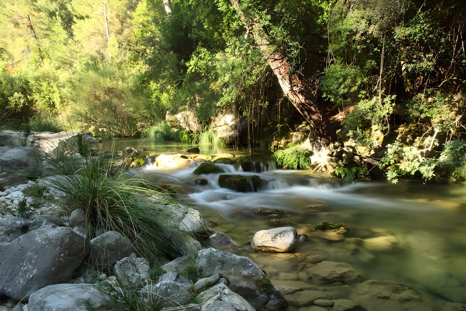 OCCOM5397694: Serene Stream in Lush Green Forest