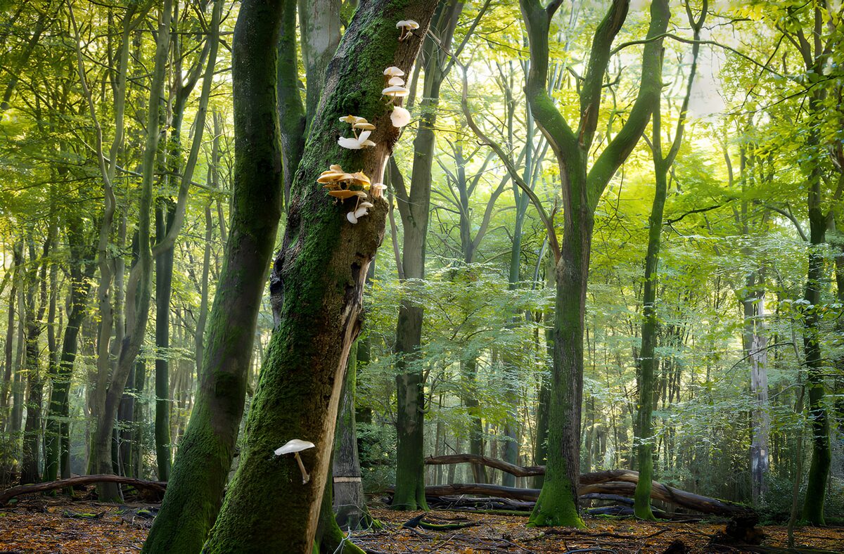 Enchanted Forest Fungi