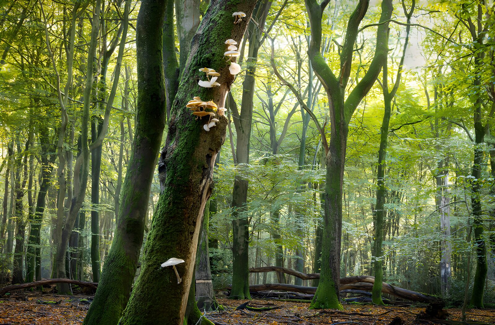 OCCOM4489827: Enchanted Forest Fungi