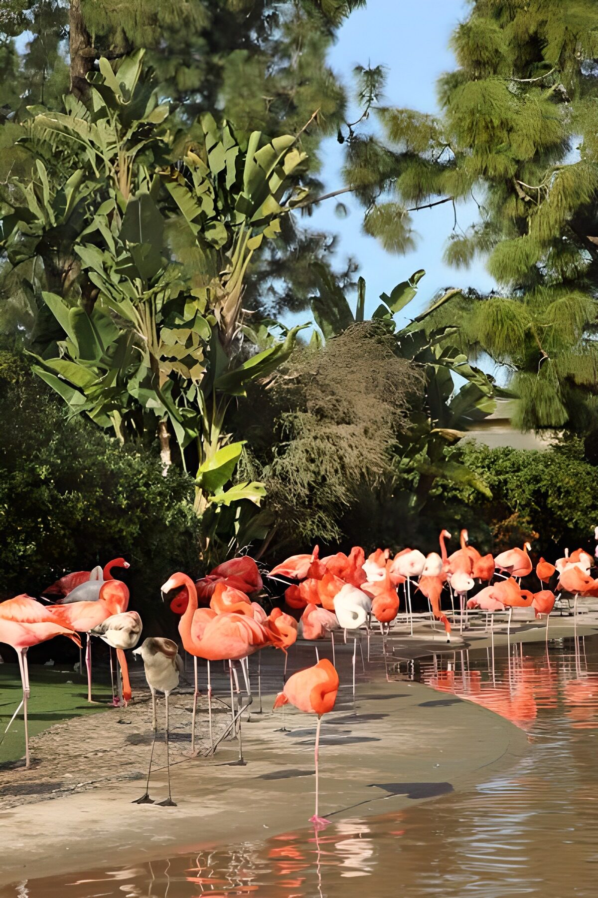 Vibrant Flamingo Gathering