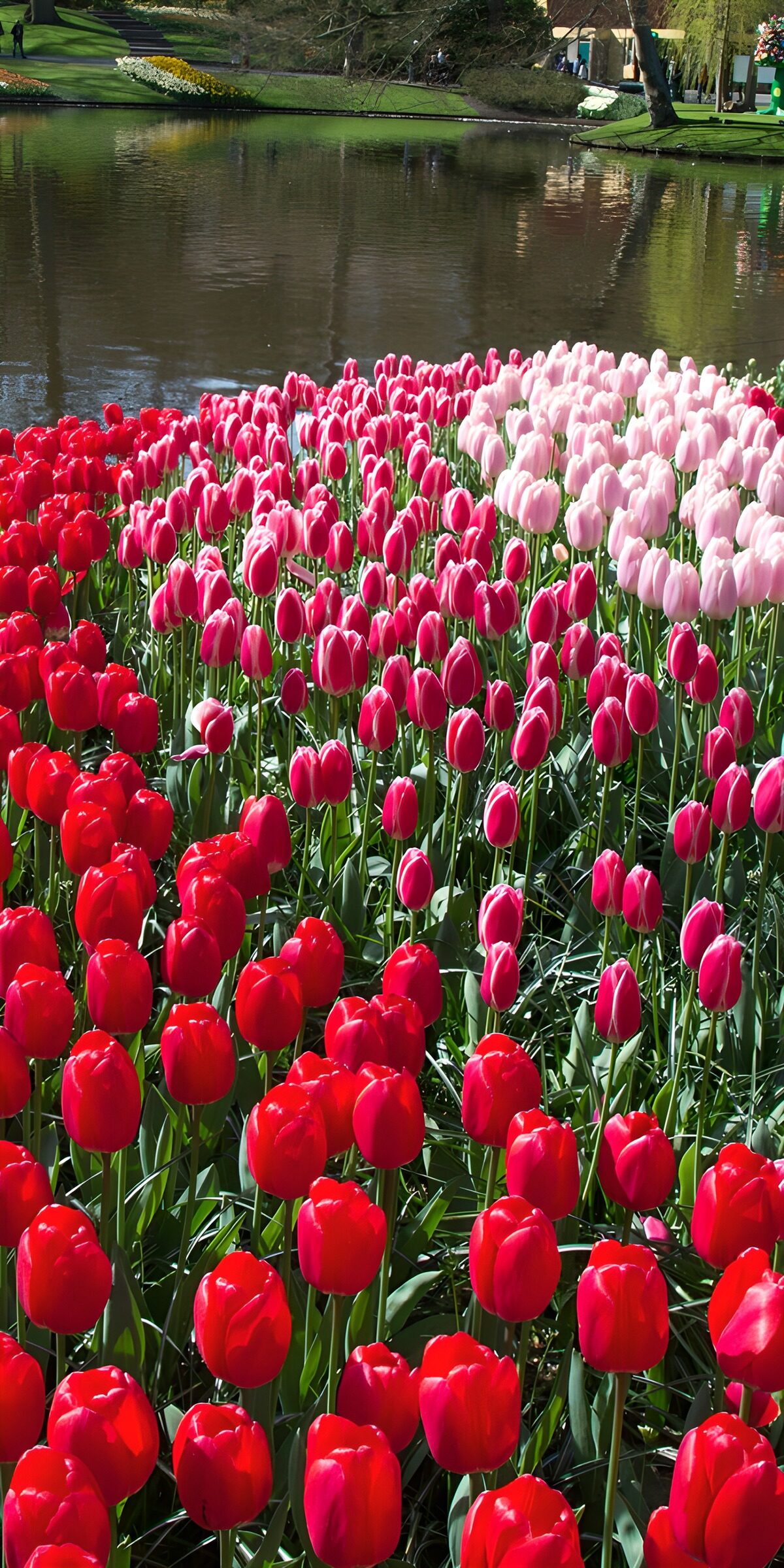 OCCOM8581835: Vibrant Tulip Blooms by the Water
