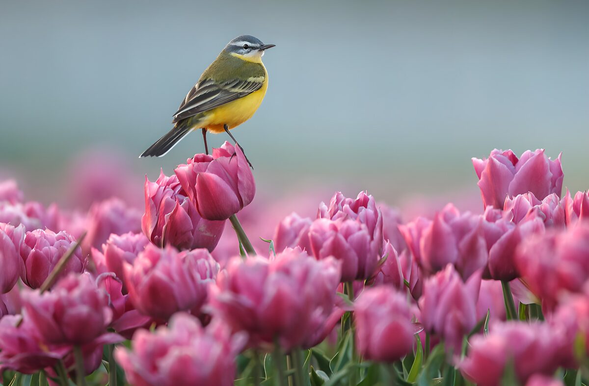 OCCOM9852949: Bright Bird Among Tulips