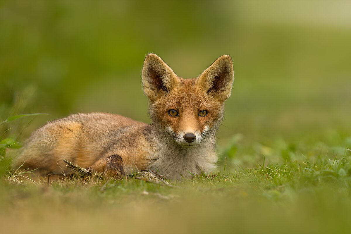 Alert Fox in a Green Landscape