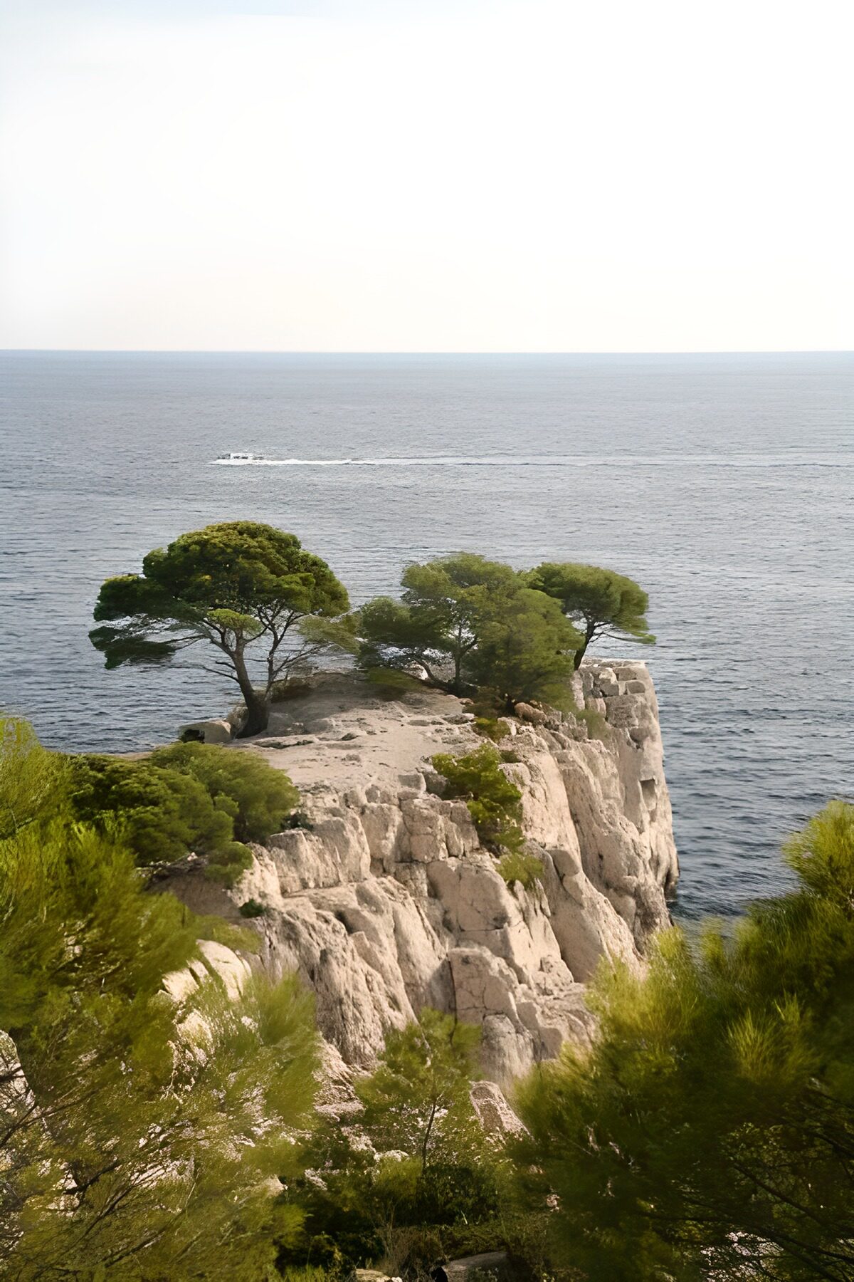 OCCOM6193312: Serene Coastal Cliffs and Pine Trees