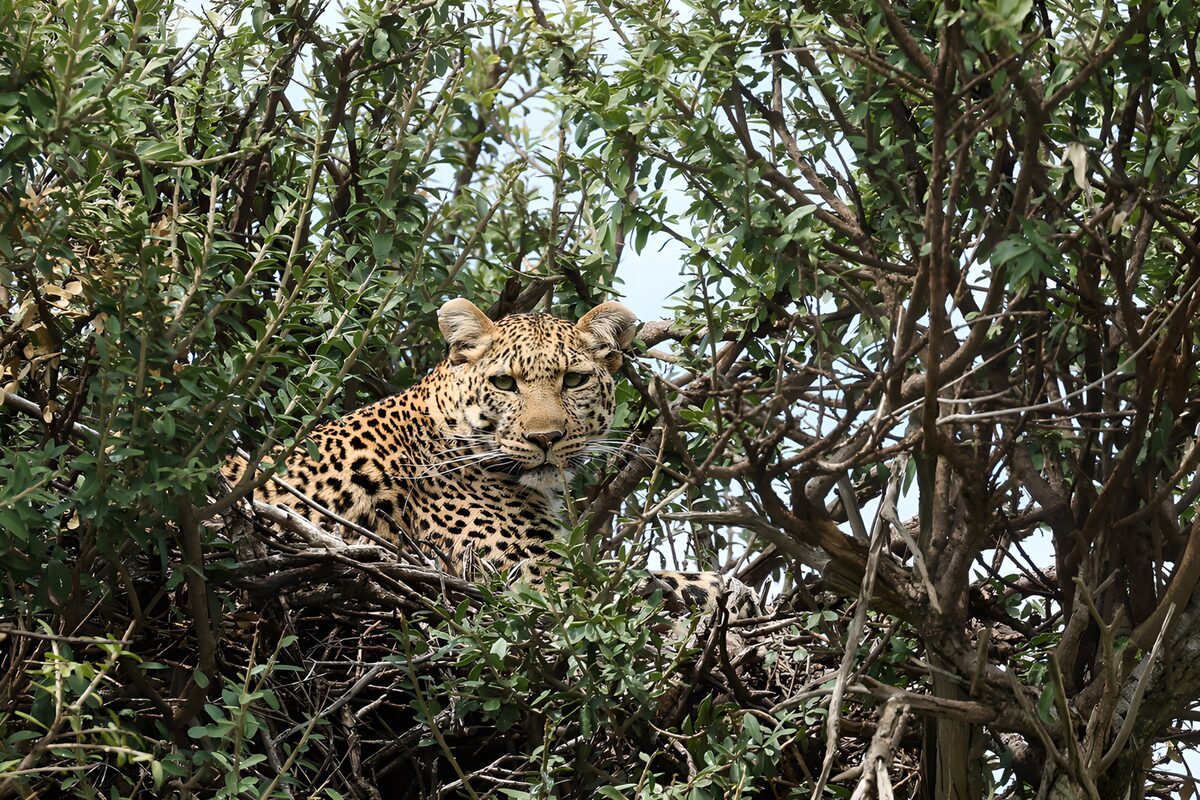 Majestic Leopard in the Tree Canopy
