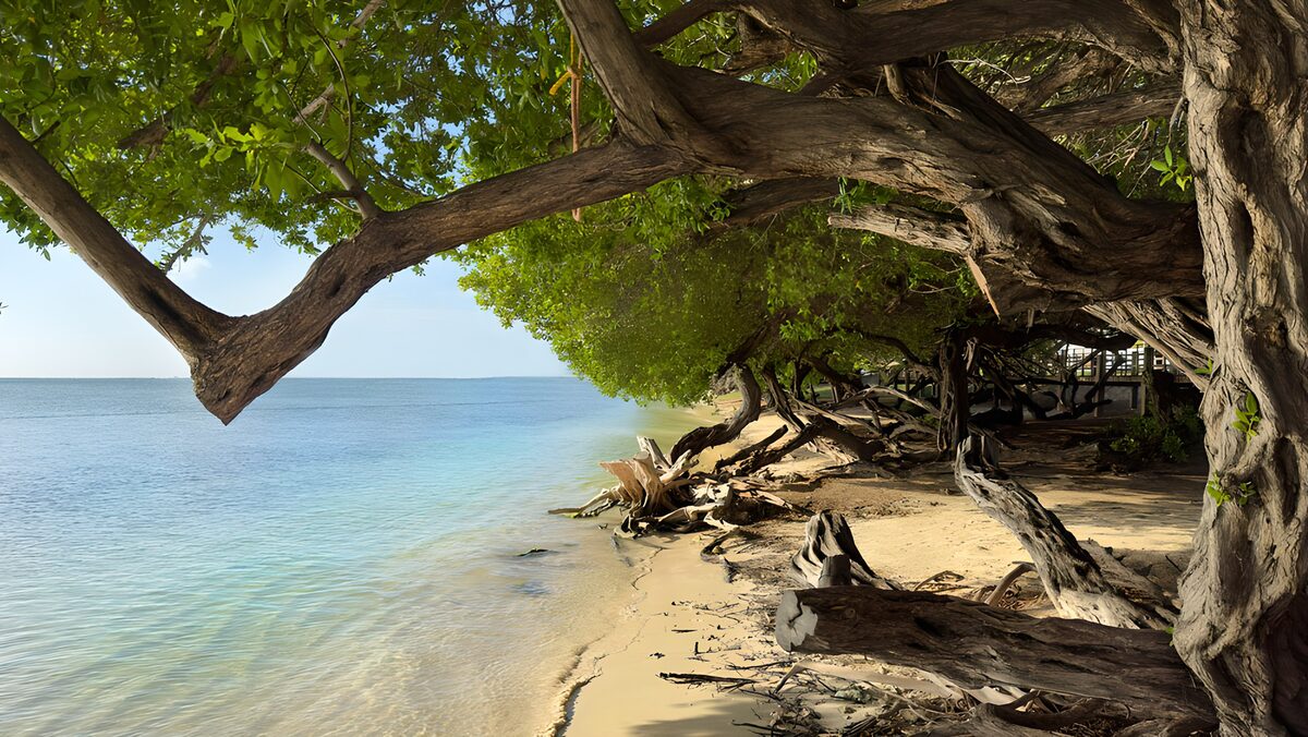 Serene Coastal Landscape with Trees