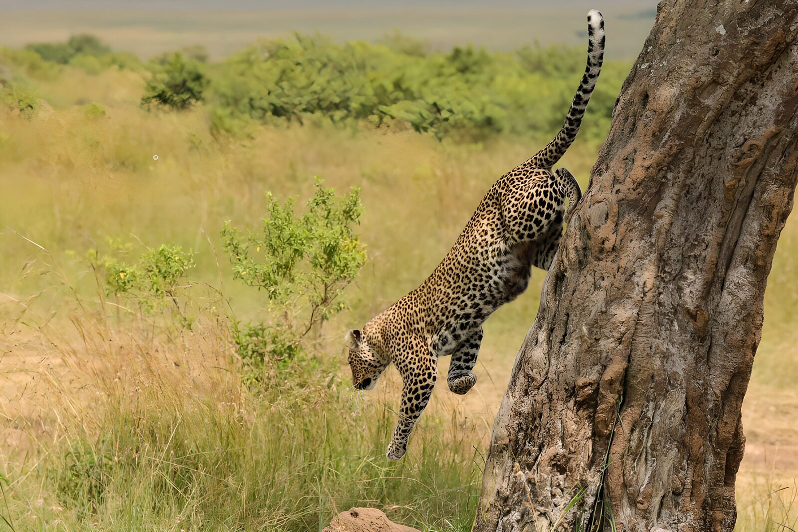 OCCOM9323405: Agile Leopard Leaping from Tree