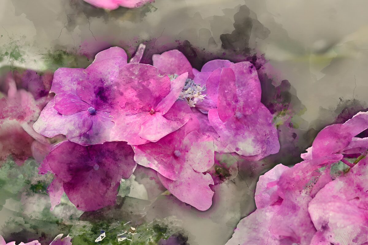 Vibrant Pink Blossoms