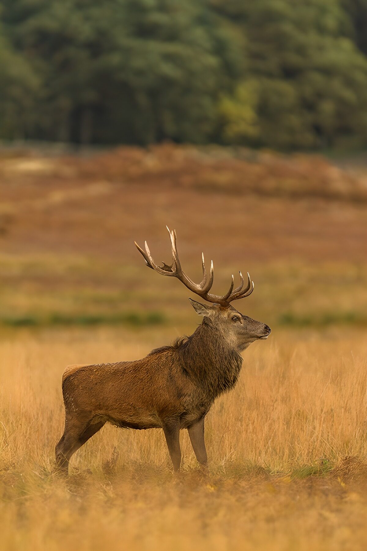 OCCOM5572125: Majestic Stag in Golden Meadow