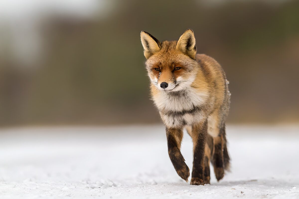 Alert Fox in a Snowy Landscape