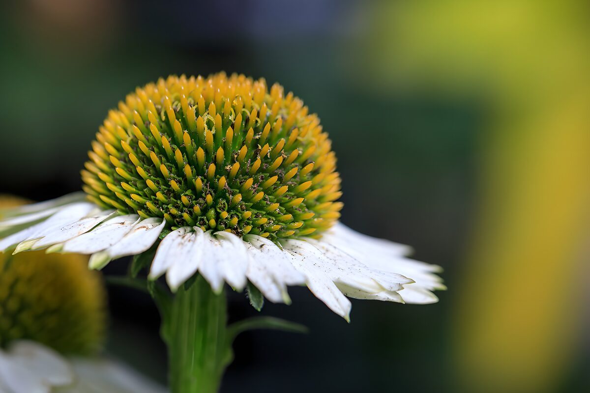 Beautiful Close-Up of a Flower Bud