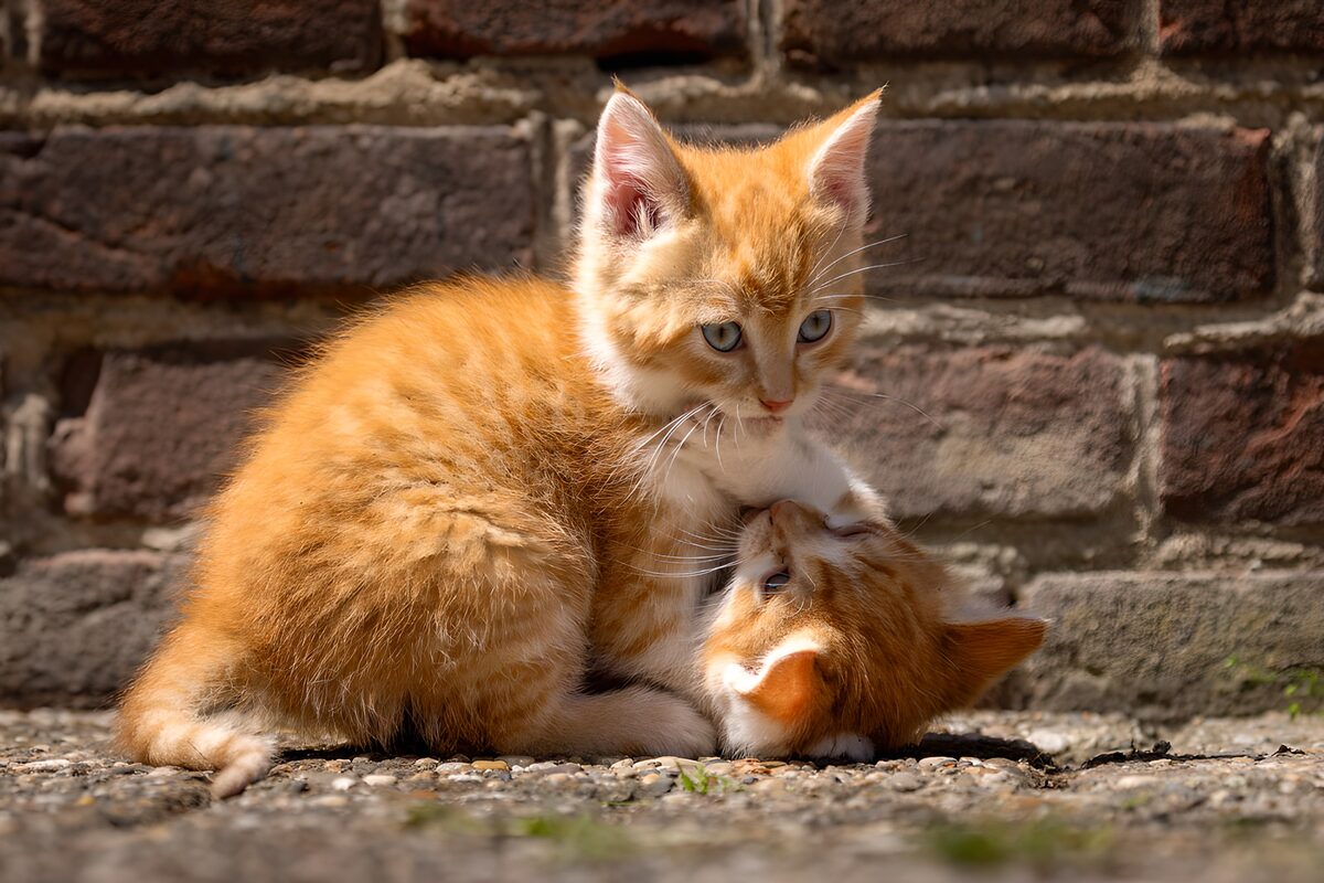 Ginger Kittens Snuggling