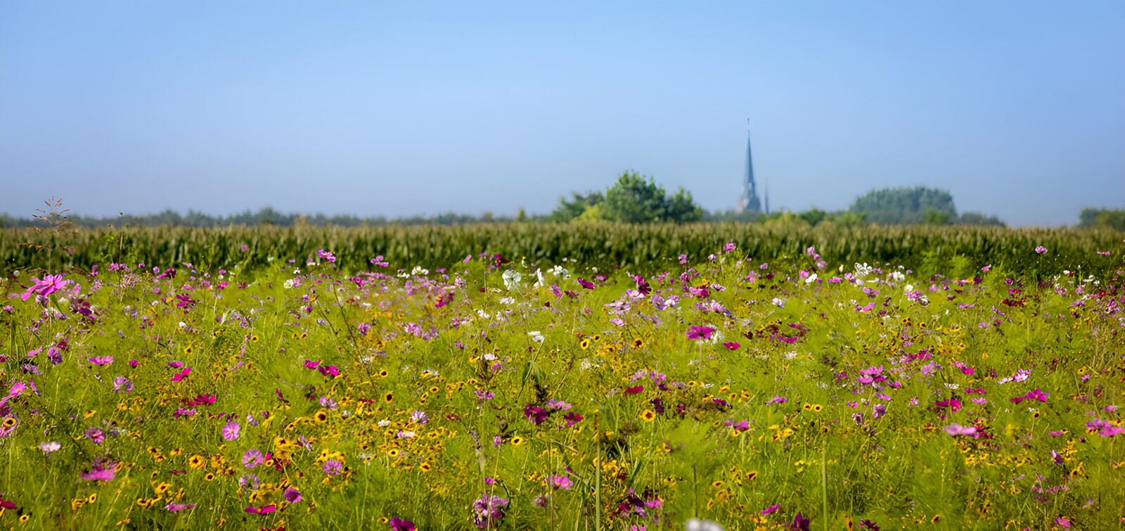 OCCOM4106012: Vibrant Wildflower Meadow in Summer