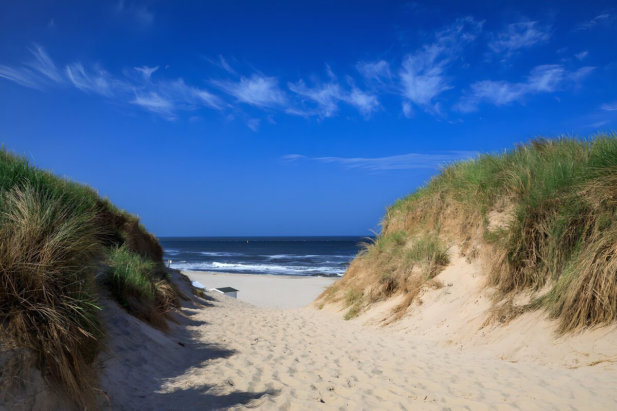 OCCOM8823379: Pathway to the Shoreline