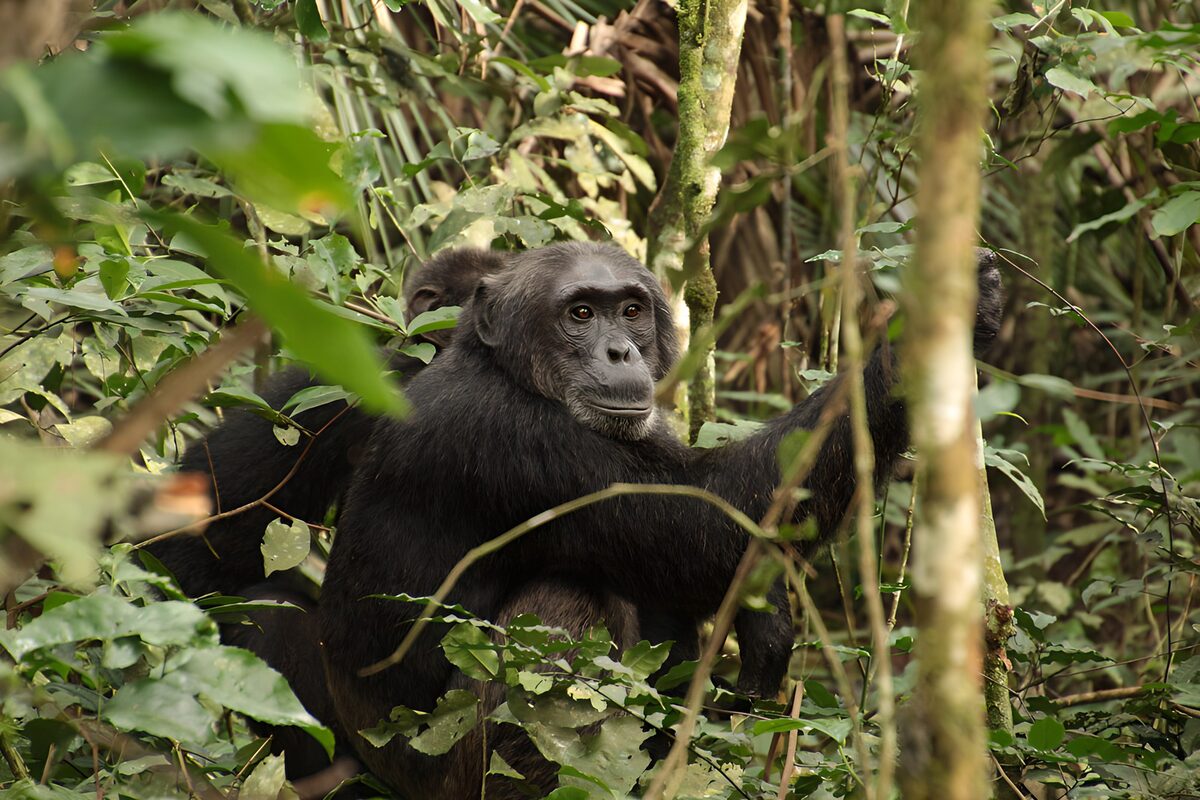 Curious Chimpanzee in the Wild