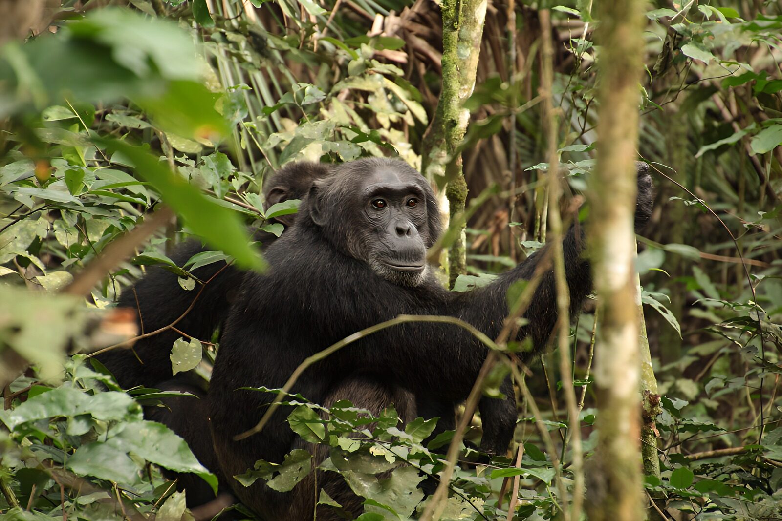 OCCOM5407135: Curious Chimpanzee in the Wild
