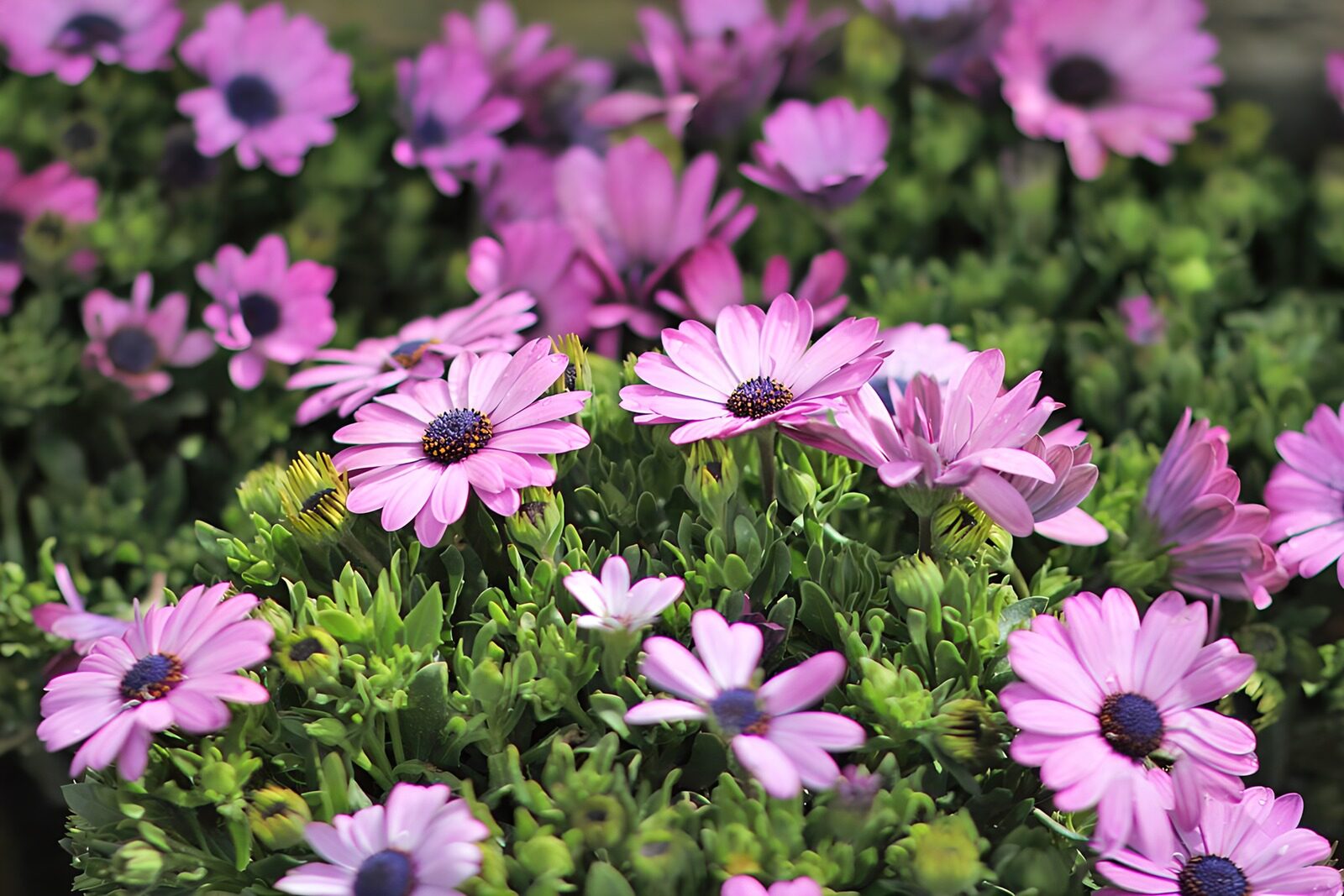 OCCOM6090274: Vibrant Pink Daisies in Bloom