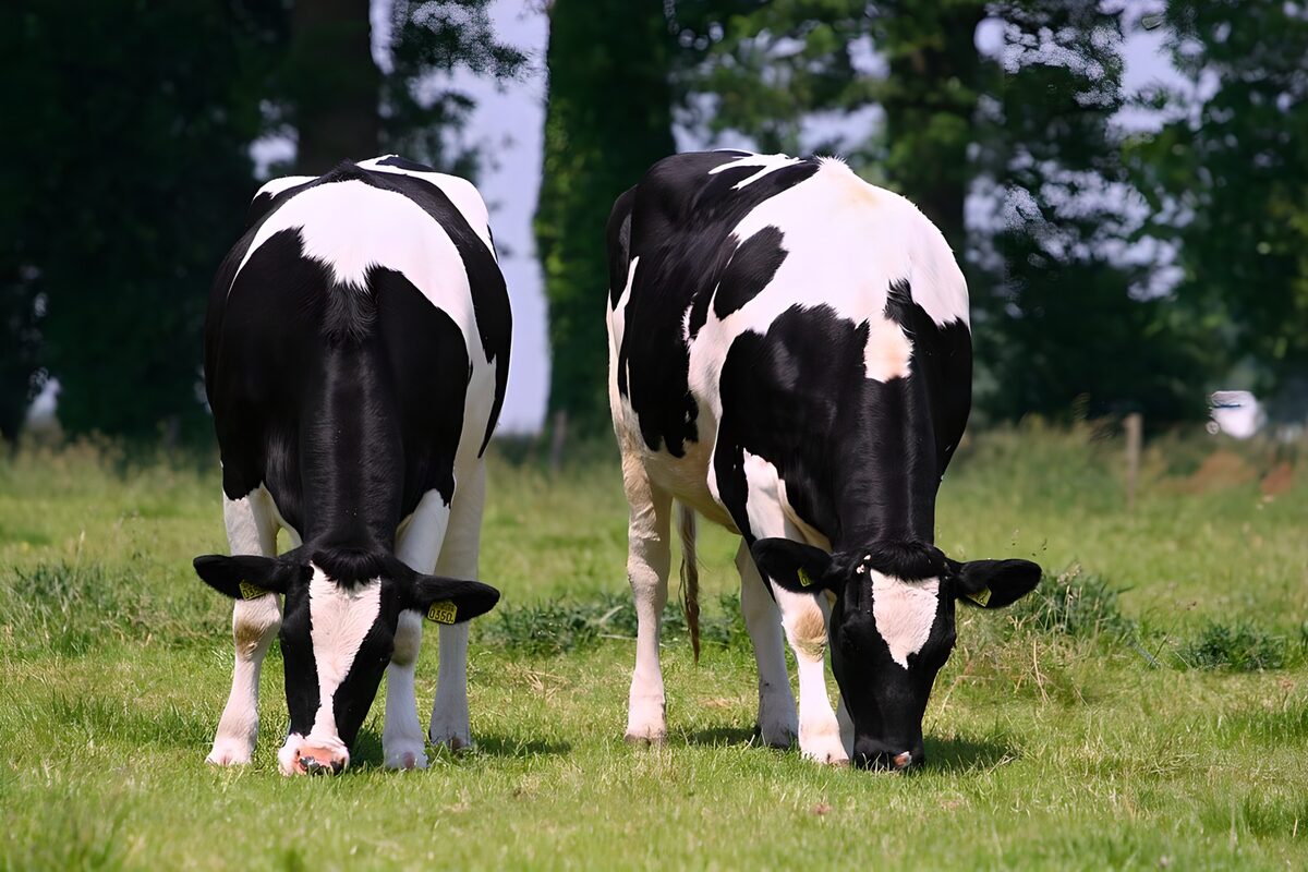 Grazing Black and White Cows