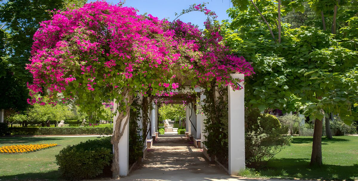 Bougainvillea Archway