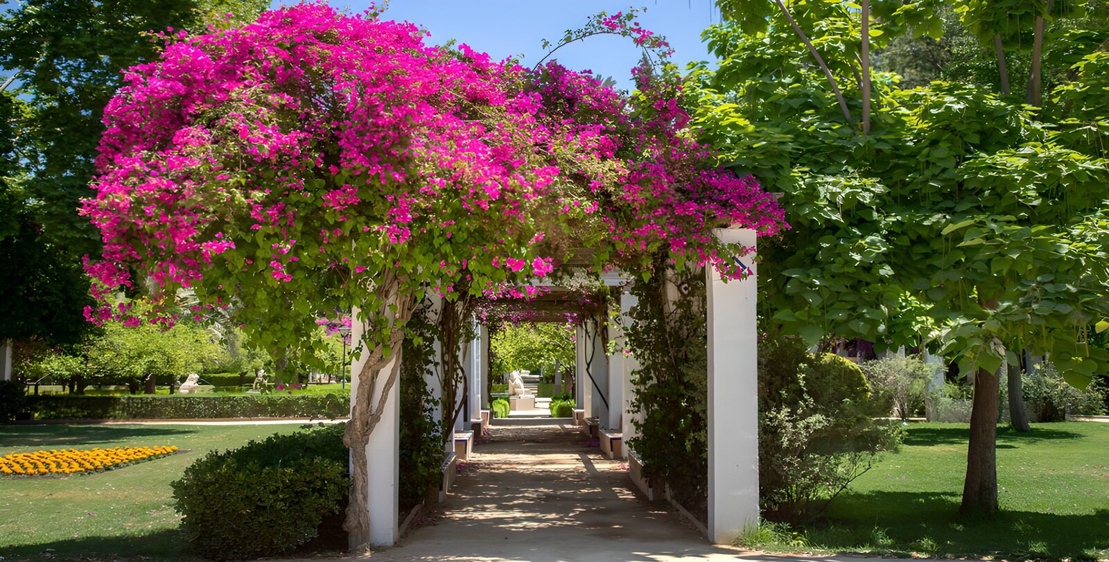 OCCOM8157187: Bougainvillea Archway