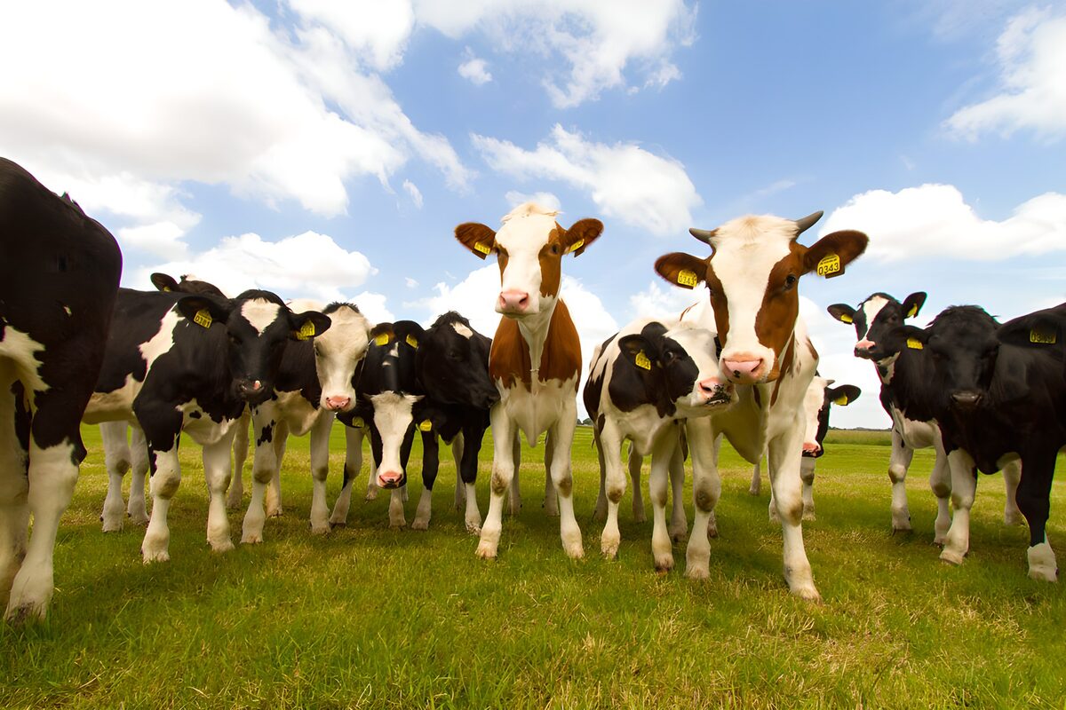 Curious Cows in the Meadow