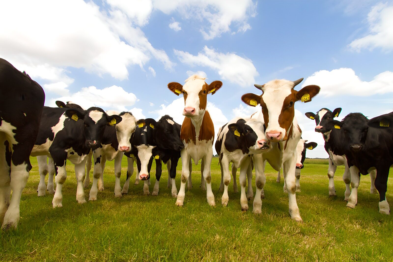 OCCOM1915210: Curious Cows in the Meadow