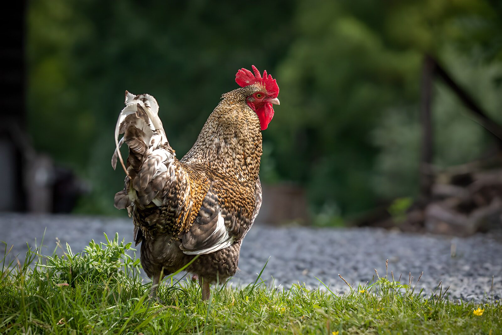 OCCOM1982410: Majestic Rooster in the Green Grass