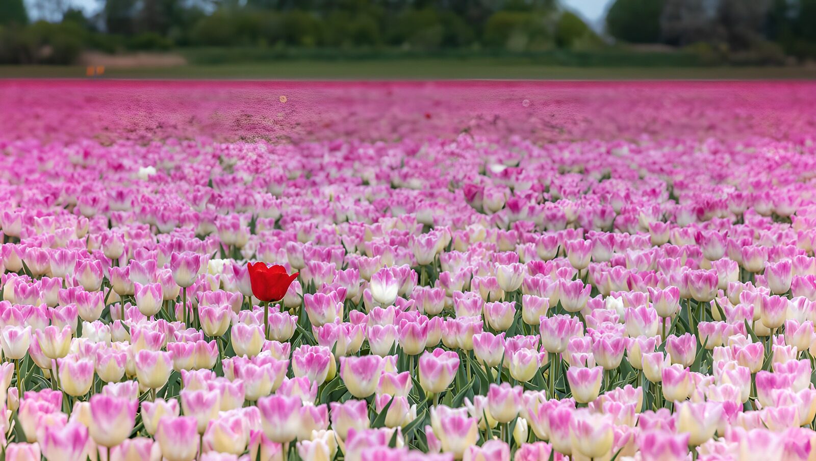 OCCOM6190014: A Sea of Tulips with One Red Bloom