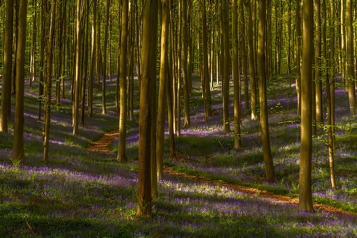 OCCOM4947990: Enchanted Bluebell Forest Path
