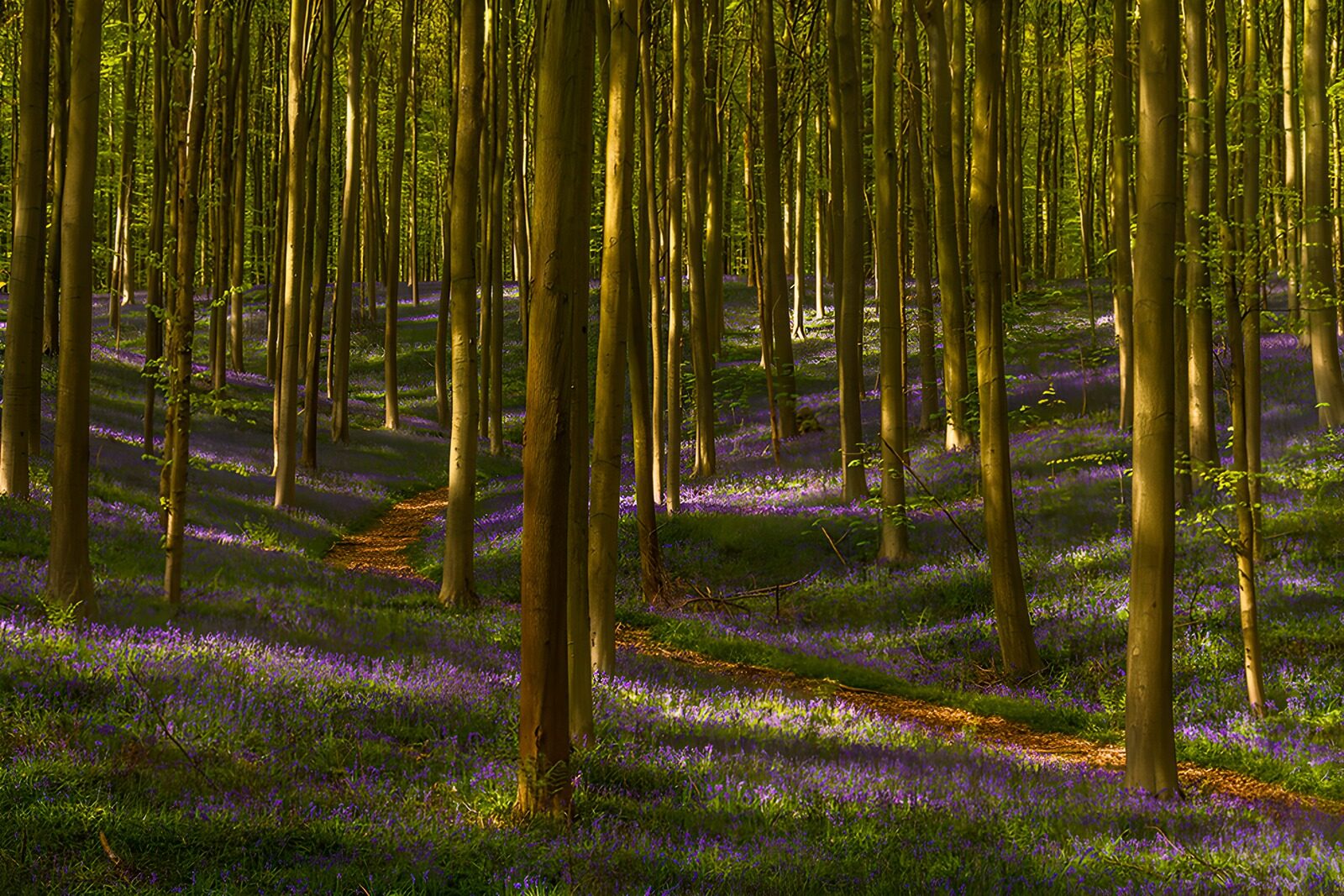 OCCOM4947990: Enchanted Bluebell Forest Path
