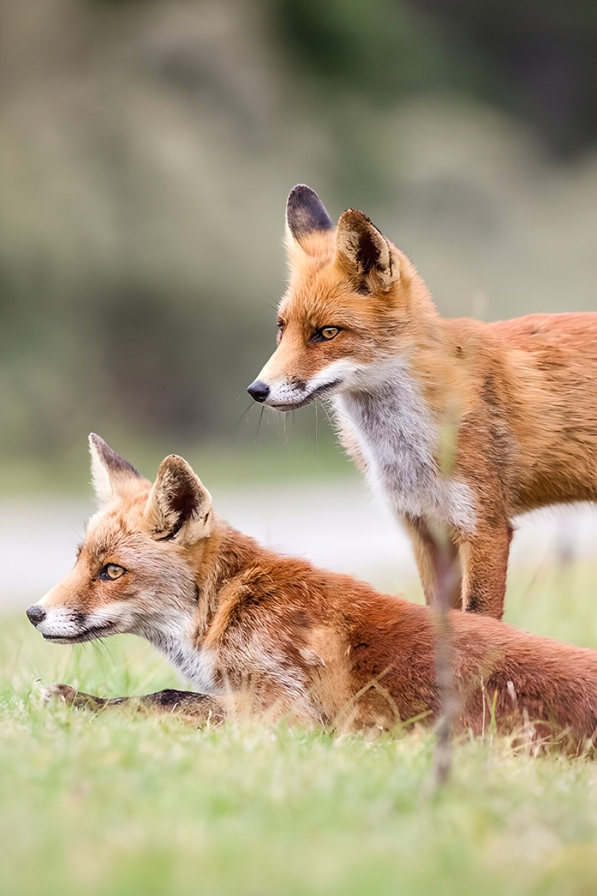 Pair of Alert Foxes in Nature