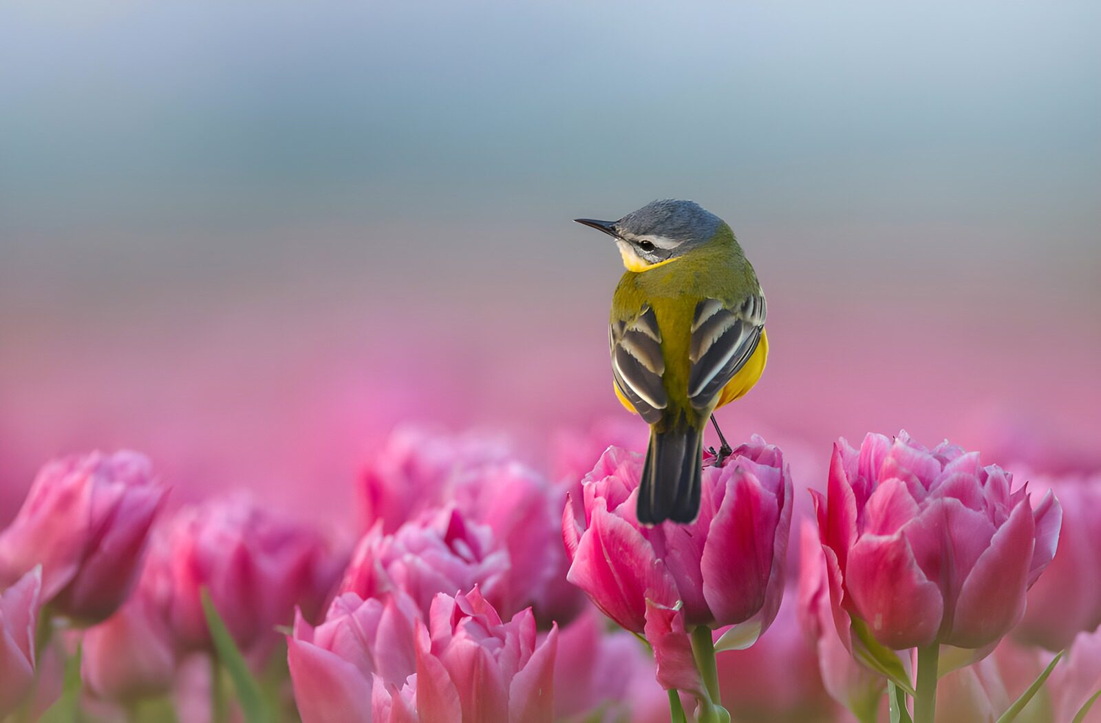 OCCOM6768835: Vibrant Bird Among Tulips