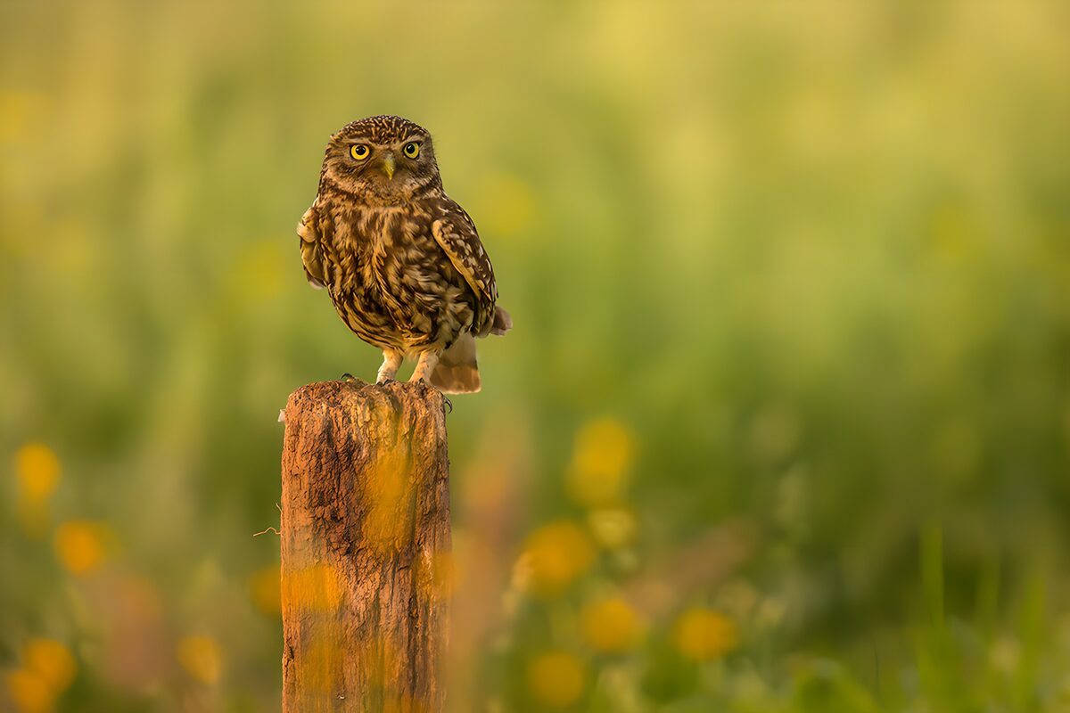 Little Owl on a Post