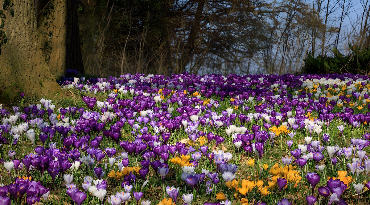 OCCOM1732111: Colorful Crocus Blossom Field