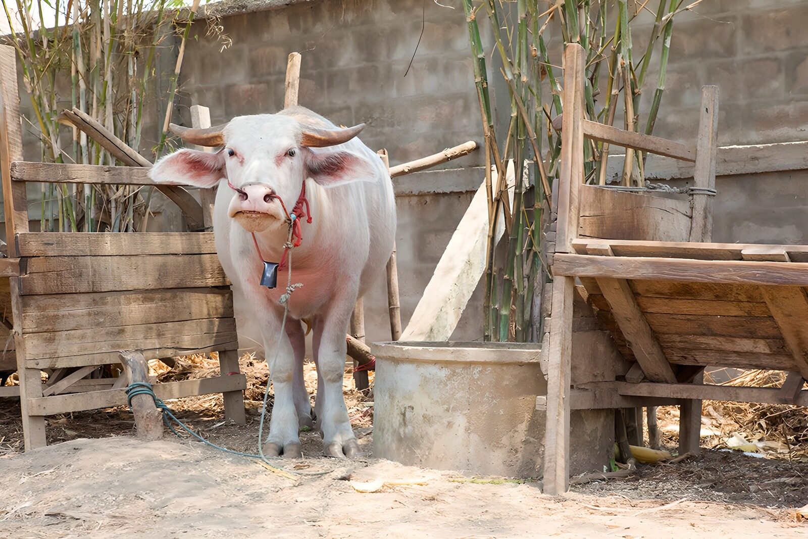 OCCOM3659657: Curious Calf in a Farmyard Setting