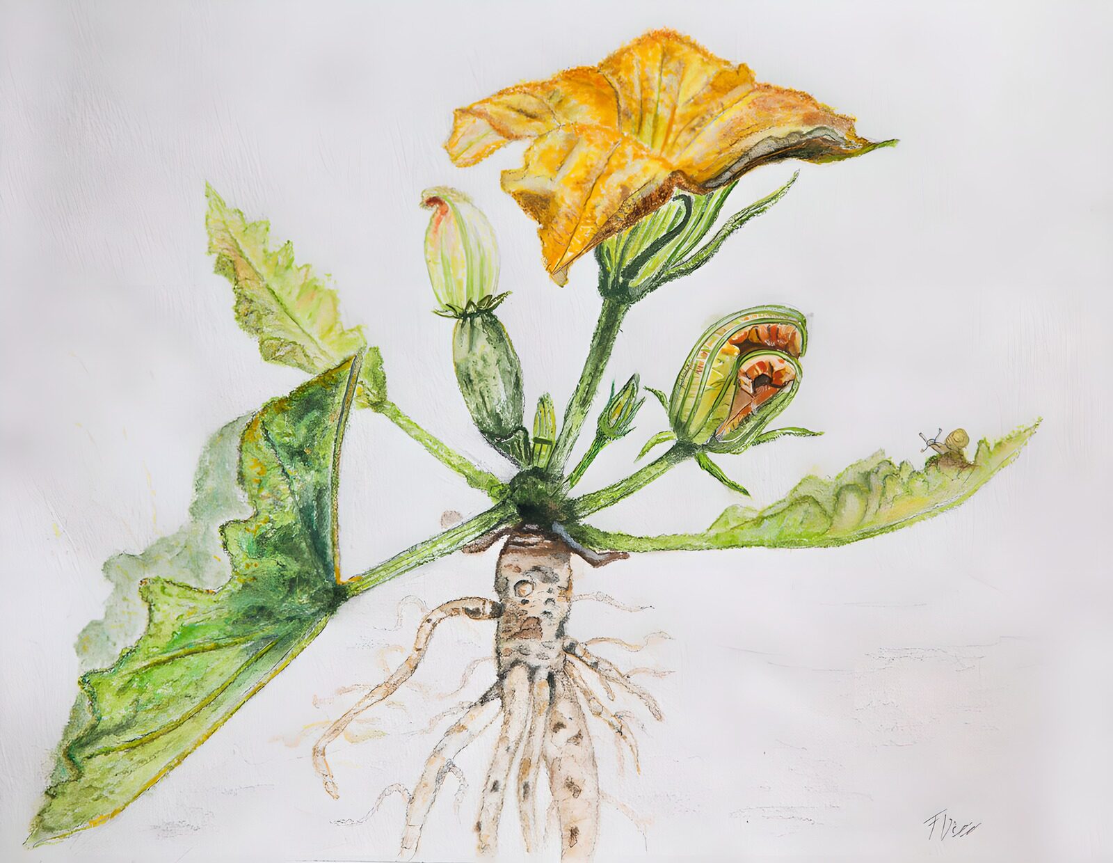 OCCOM6340447: Vibrant Zucchini Blossom and Roots