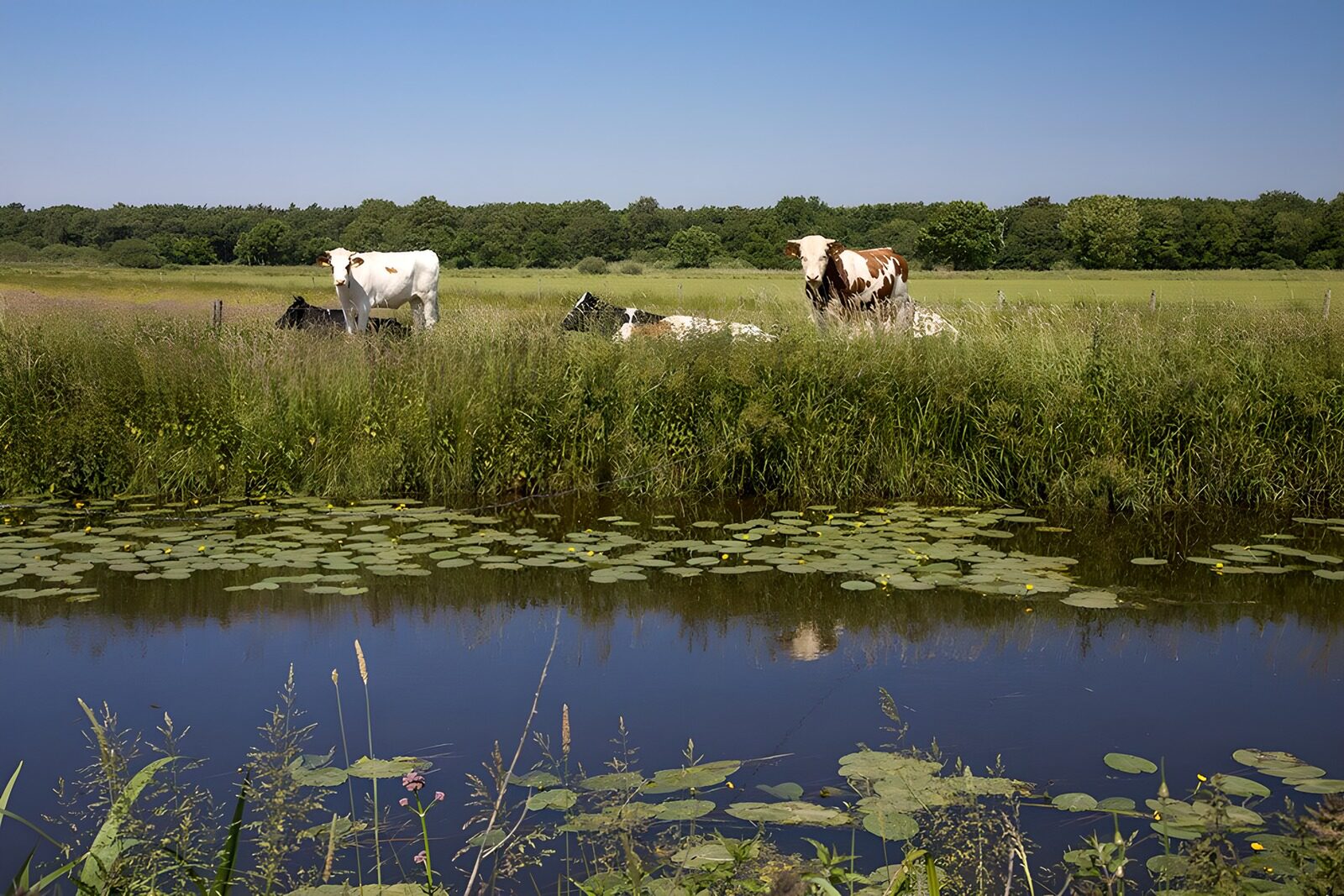 OCCOM3611555: Cows by the Tranquil Pond