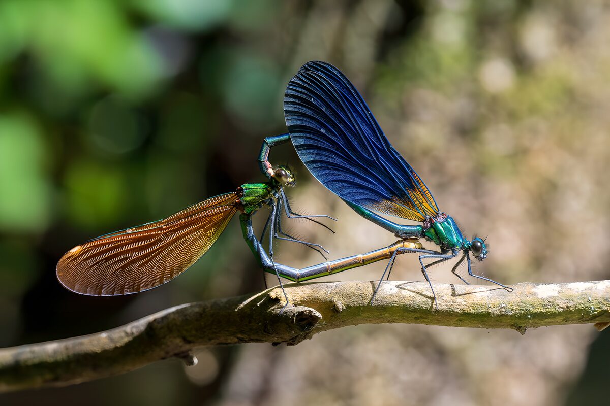 Dragonflies in Courtship Ritual