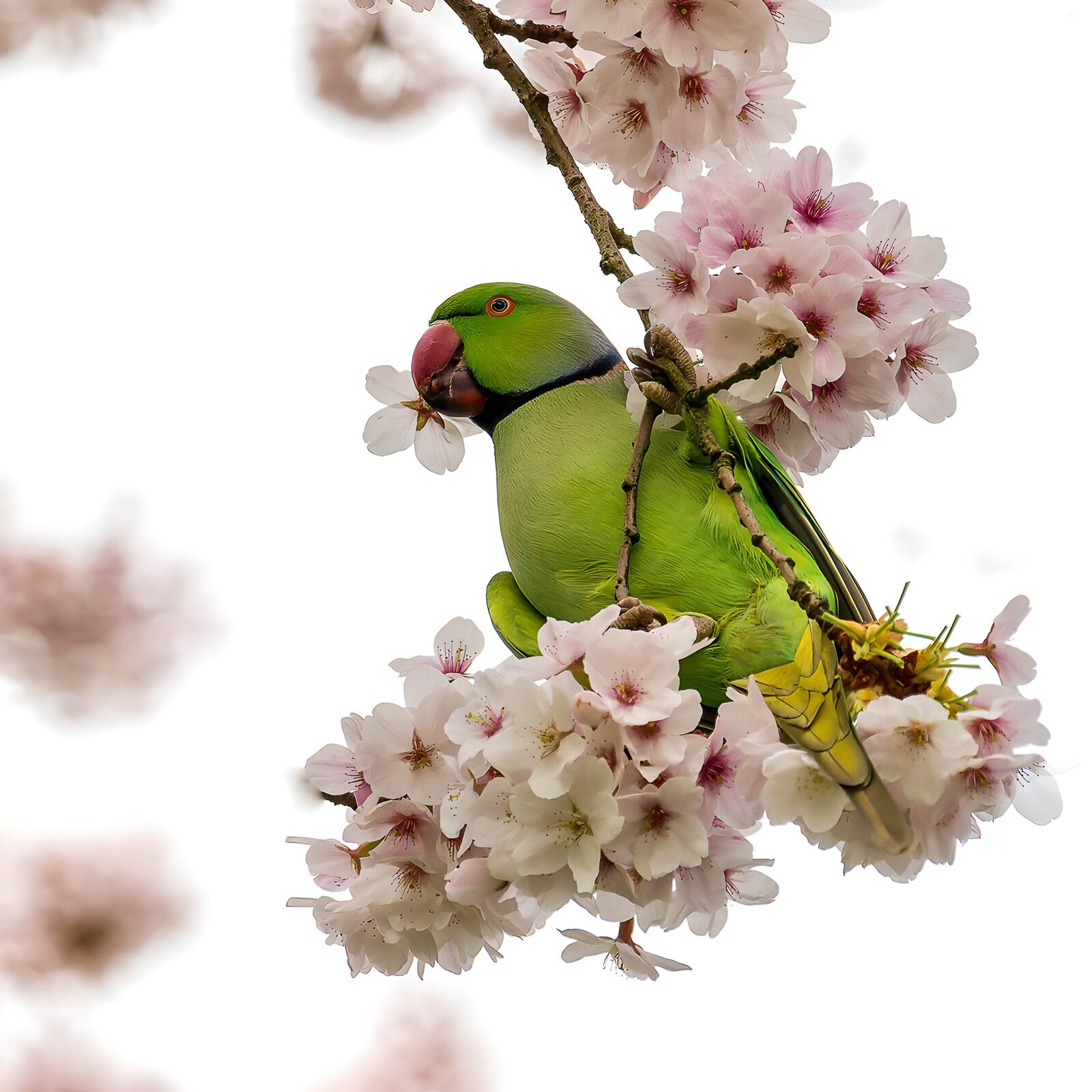 OCCOM2074323: Parrot Among Cherry Blossoms