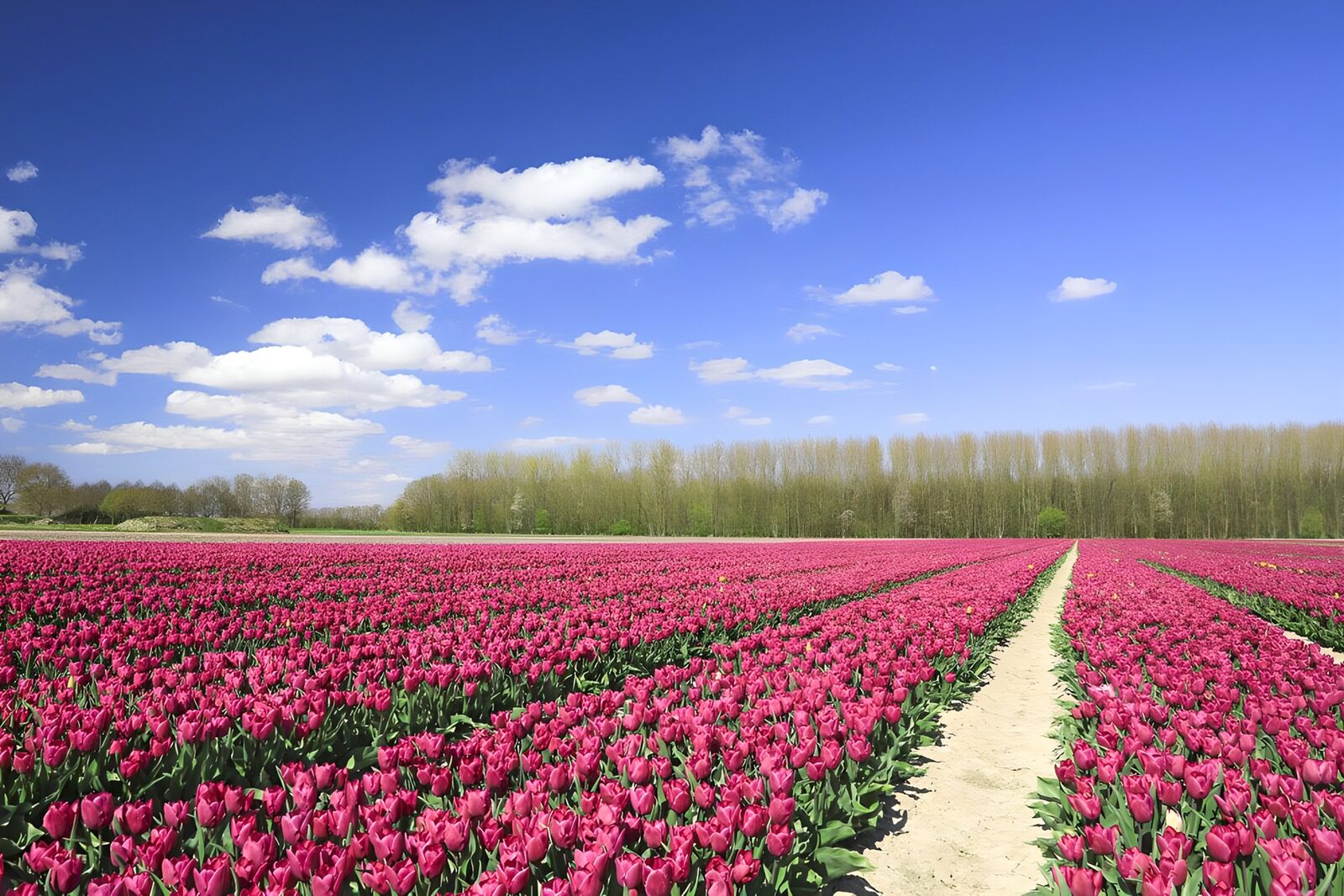 OCCOM7459267: Blooming Tulip Fields Under a Clear Sky