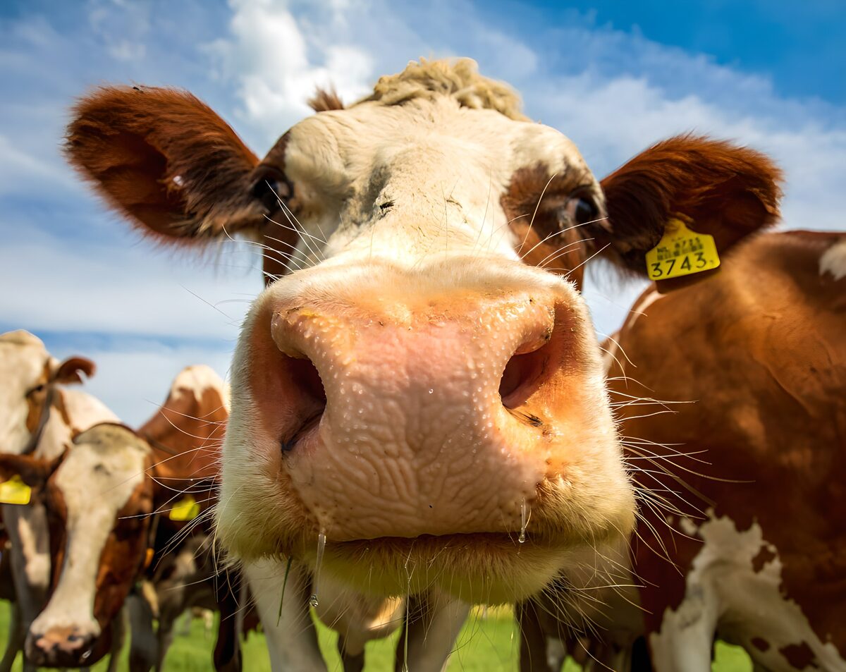 Close-Up of a Curious Cow