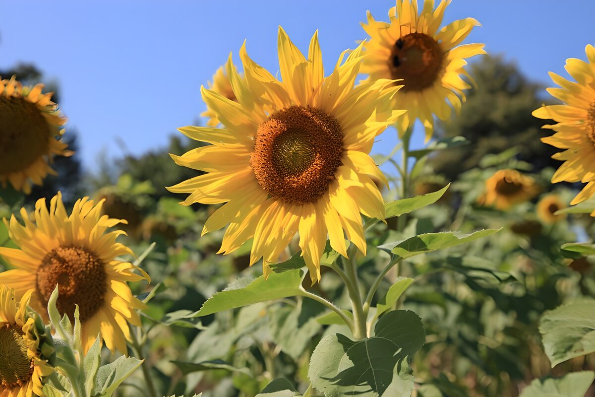 Bright Sunflowers in Full Bloom