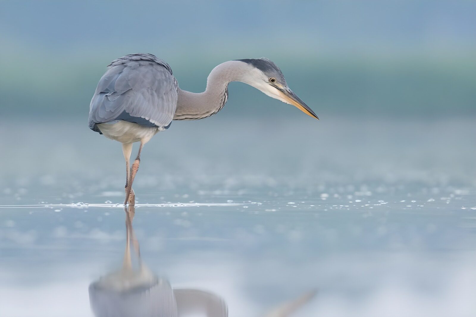 OCCOM3740548: Graceful Heron by the Water's Edge