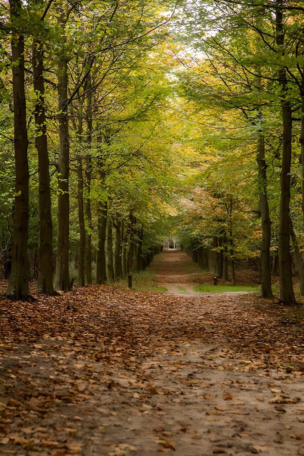 Serene Autumn Forest Path