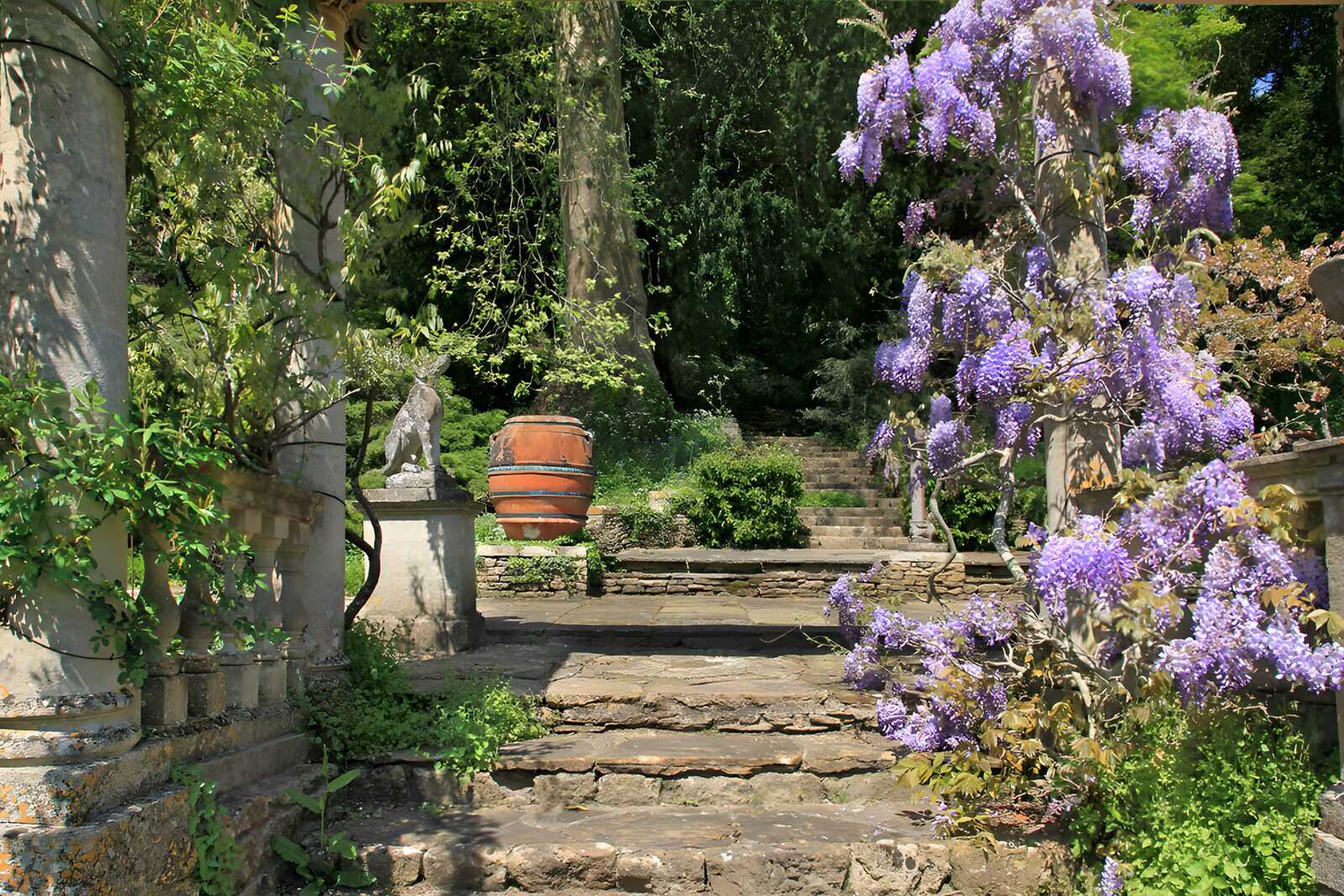 OCCOM3190498: Serene Garden Steps Adorned with Wisteria