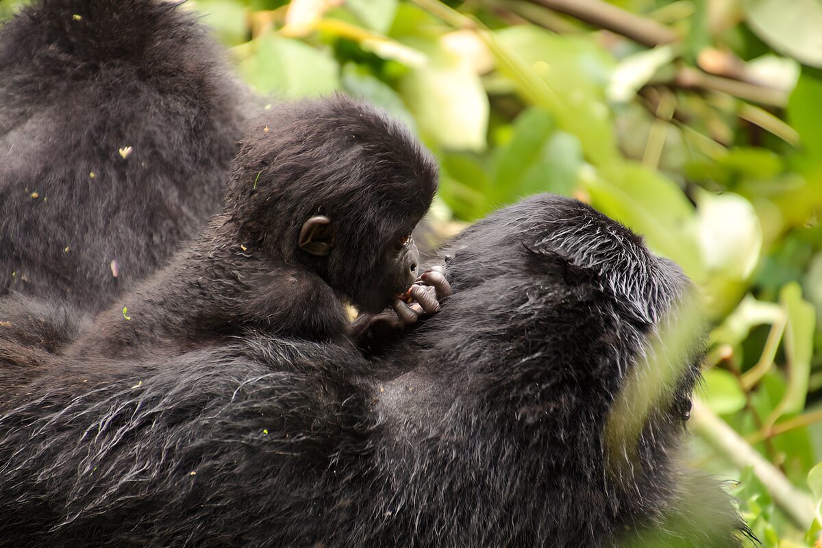 Tender Moments Among Gorillas