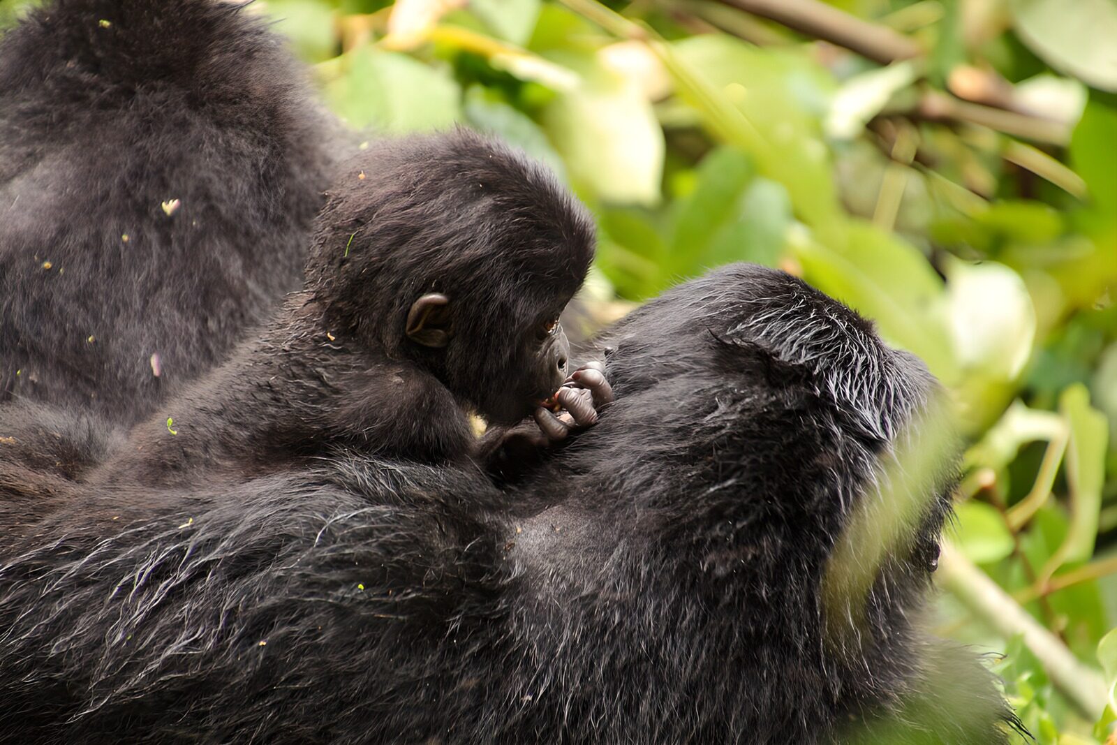 OCCOM3692329: Tender Moments Among Gorillas