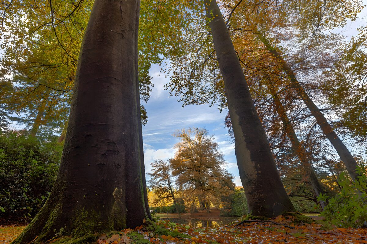OCCOM6745730: Towering Trees Under Autumn Sky
