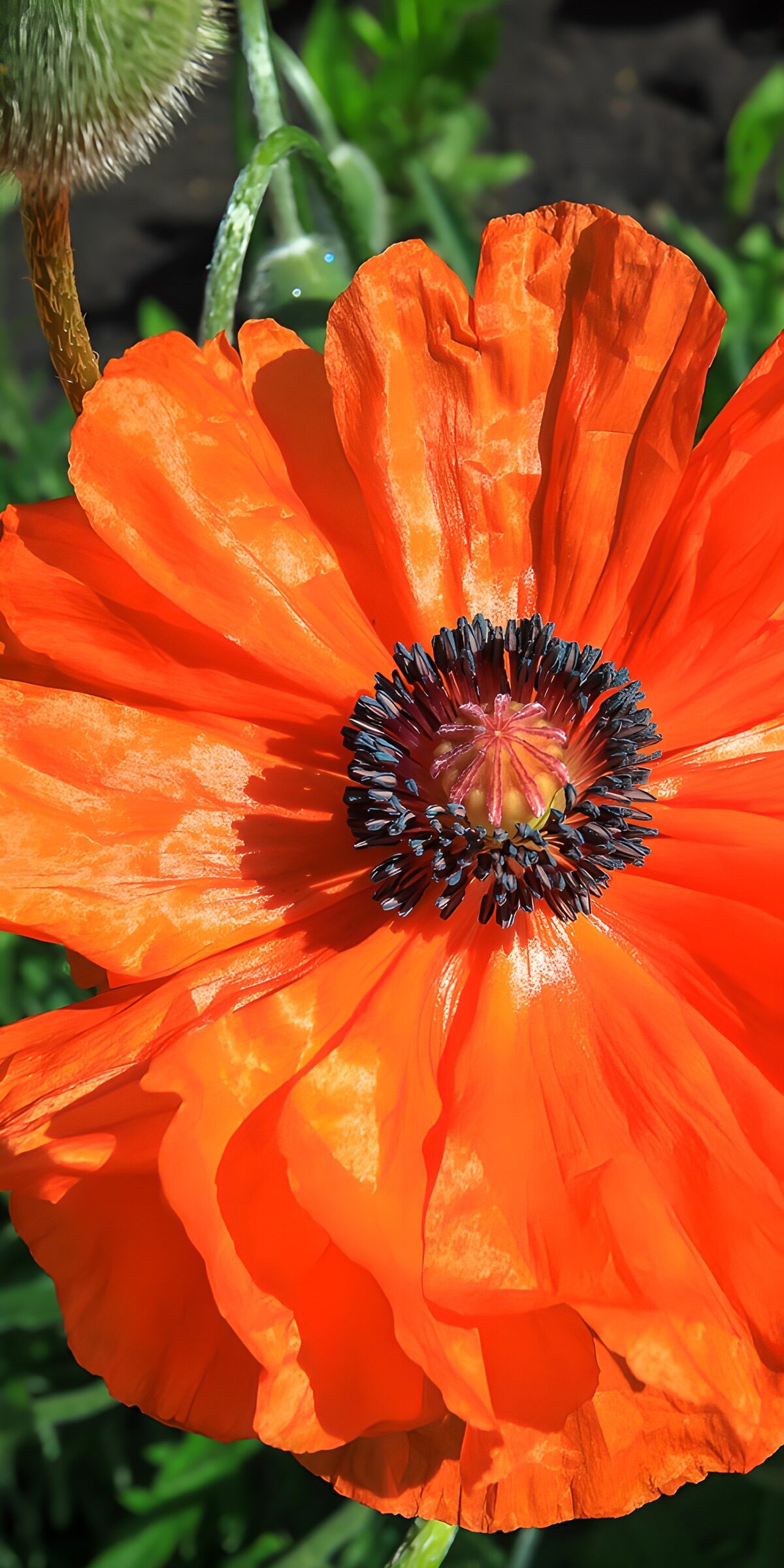 OCCOM7988028: Vibrant Orange Poppy Blossom